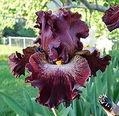 Bulbes iris splendides usato  Spedito ovunque in Italia 