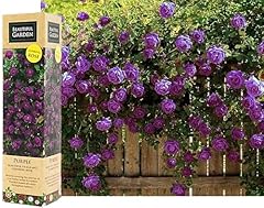 Purple climbing rose for sale  Delivered anywhere in UK