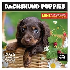 Micasa dachshund puppies for sale  Delivered anywhere in USA 