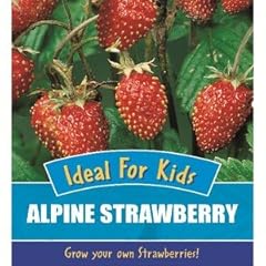 Ree strawberry alpine for sale  Delivered anywhere in Ireland