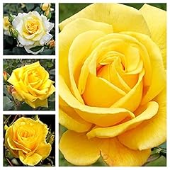 Yellow rose bush for sale  Delivered anywhere in UK