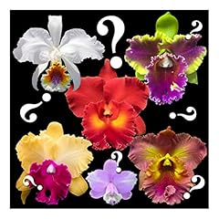 Orchid insanity mystery for sale  Delivered anywhere in USA 
