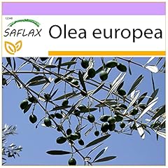 Saflax olivier graines d'occasion  Livré partout en France