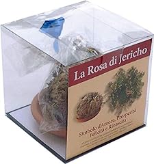 Rosa jericho jerico usato  Spedito ovunque in Italia 