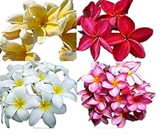 Plumeria mix samen gebraucht kaufen  Wird an jeden Ort in Deutschland