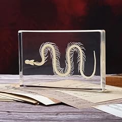 Taxidermy snake skeleton for sale  Delivered anywhere in USA 