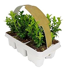 Carbeth plants buxus for sale  Delivered anywhere in UK