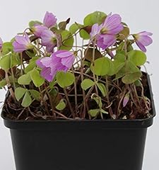 Leberblümchen rosa hepatica gebraucht kaufen  Wird an jeden Ort in Deutschland
