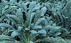 Kale lacinato seeds for sale  Delivered anywhere in USA 