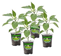Bonnie plants thai for sale  Delivered anywhere in USA 