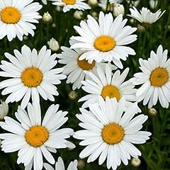 Clovers garden shasta for sale  Delivered anywhere in USA 