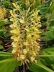 Hawaiian tropical flower for sale  Delivered anywhere in USA 