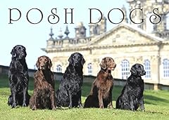 Posh dogs for sale  Delivered anywhere in UK