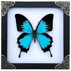 Vinatimes real framed for sale  Delivered anywhere in USA 