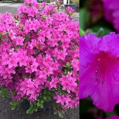 Azalea purple splendor for sale  Delivered anywhere in UK