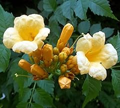 Yellow trumpet vine for sale  Delivered anywhere in USA 