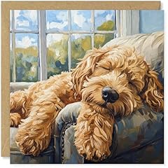 Beau willows labradoodle for sale  Delivered anywhere in UK