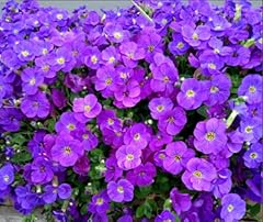 Aubretia purple blue for sale  Delivered anywhere in UK