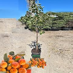 Grafted persimmon fruit for sale  Delivered anywhere in USA 