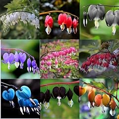 Dicentra spectabilis seeds for sale  Delivered anywhere in USA 