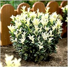 Growon shrubs euonymus for sale  Delivered anywhere in UK