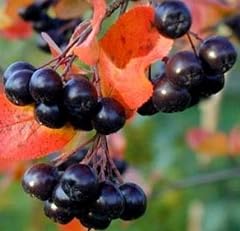 Aronia melanocarpa viking for sale  Delivered anywhere in USA 