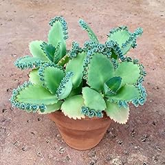 Mother thousands kalanchoe for sale  Delivered anywhere in USA 