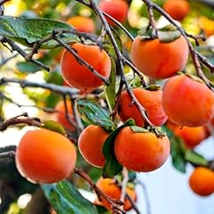 Persimmon fruit tree for sale  Delivered anywhere in USA 