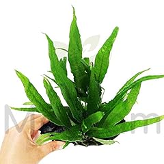 Java fern planted for sale  Delivered anywhere in USA 