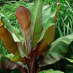 Ensete ventricosum maurelii for sale  Delivered anywhere in UK