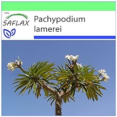 Saflax madagascar palm for sale  Delivered anywhere in UK