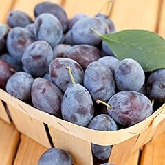 Blue damson plum for sale  Delivered anywhere in USA 