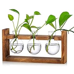 Kingbuy glass plant for sale  Delivered anywhere in USA 