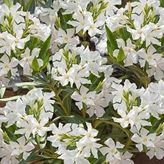 Yougarden oleander white for sale  Delivered anywhere in UK