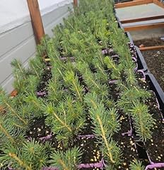 Live spruce tree for sale  Delivered anywhere in USA 
