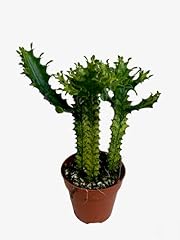 Euphorbia trigona variegated for sale  Delivered anywhere in USA 