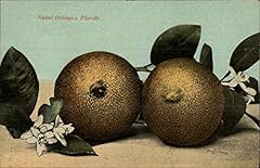 Naval oranges fruit for sale  Delivered anywhere in USA 