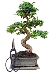 Bonsai schere 35cm gebraucht kaufen  Wird an jeden Ort in Deutschland