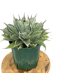 Agave potatorum cubic for sale  Delivered anywhere in USA 