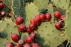 Giant red prickly for sale  Delivered anywhere in USA 