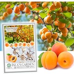 Apricot tree seeds for sale  Delivered anywhere in USA 
