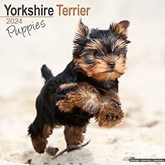 Yorkshire terrier puppies for sale  Delivered anywhere in UK