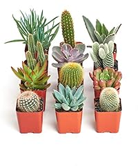 Shop succulents cactus for sale  Delivered anywhere in USA 