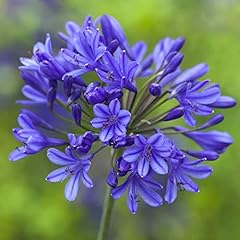 Garden agapanthus blue for sale  Delivered anywhere in UK