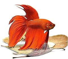 Sungrow betta fin for sale  Delivered anywhere in UK