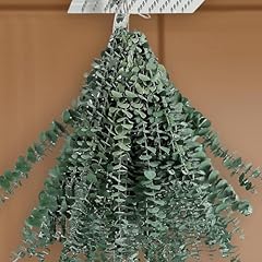 Pcs natural eucalyptus for sale  Delivered anywhere in USA 