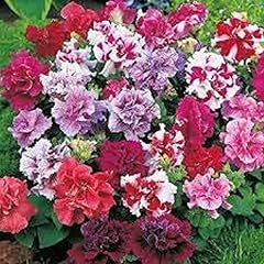 Petunia plants mix for sale  Delivered anywhere in UK