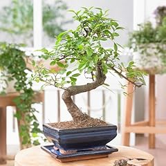 Chinese elm shape for sale  Delivered anywhere in UK