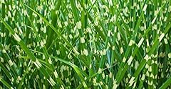 Zebra grass plants for sale  Delivered anywhere in USA 