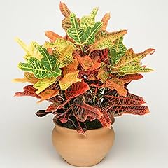 Codiaeum excellent 45cm for sale  Delivered anywhere in Ireland